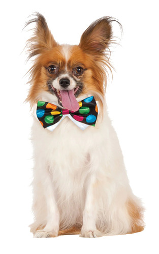 Polka dot bow - polka, dog