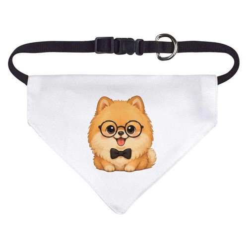 Fancy pomeranian dog - 'fancy,